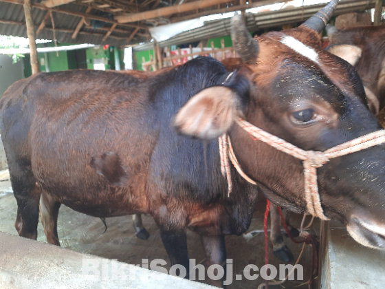 গরু
